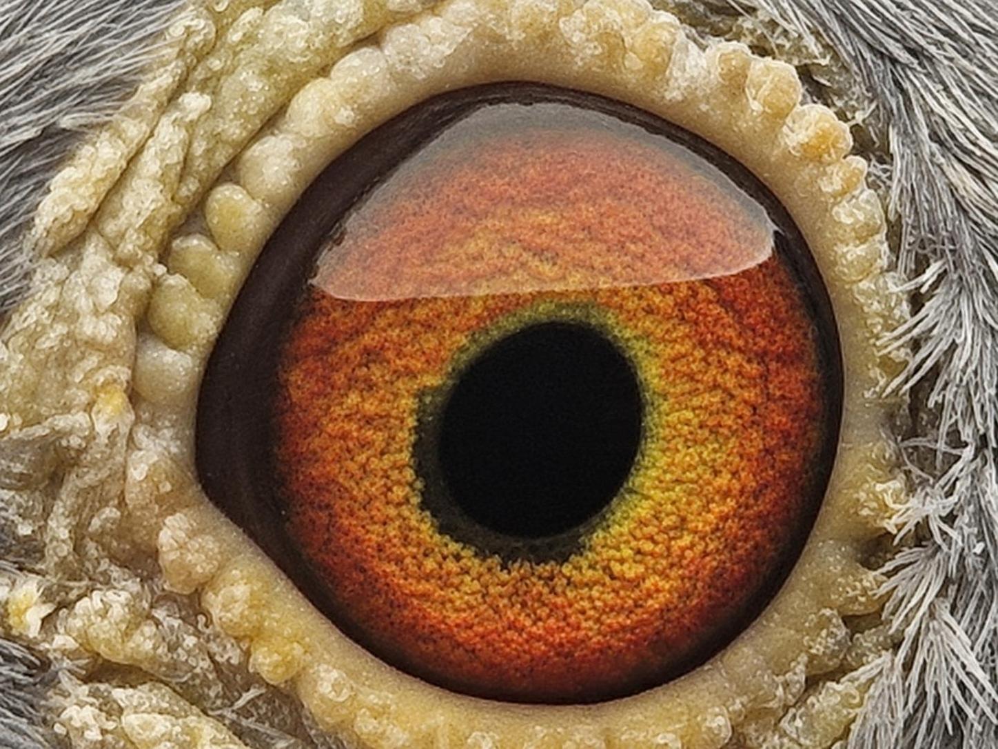 Pigeon eye